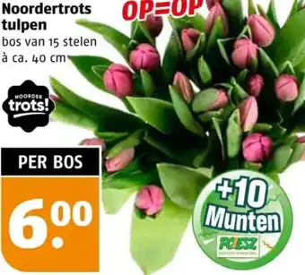 Poiesz Noordertrots tulpen aanbieding