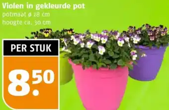 Poiesz Violen in gekleurde pot aanbieding