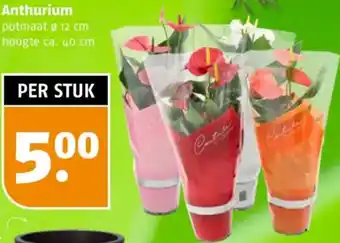 Poiesz Anthurium aanbieding