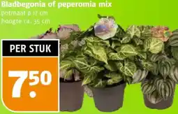 Poiesz Bladbegonia of peperomia mix aanbieding