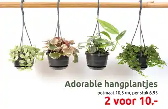 Deka Tuin Adorable hangplantjes aanbieding