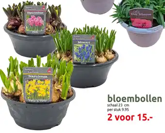 Deka Tuin Bloembollen aanbieding