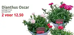 Deka Tuin Dianthus Oscar aanbieding