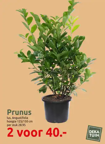 Deka Tuin Prunus aanbieding