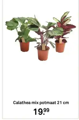 Karwei Calathea mix potmaat aanbieding