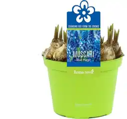 Intratuin Blauw druifje (Muscari 'Blue Magic') D 12 H 12 cm aanbieding