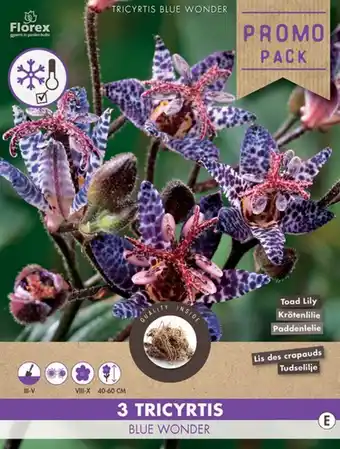 Welkoop Tricyrtis Blue Wonder - Bloembollen - Blauw/paars - 3 stuks aanbieding