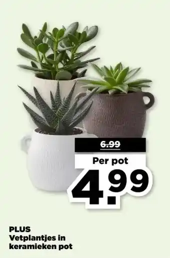 PLUS PLUS Vetplantjes in keramieken pot aanbieding