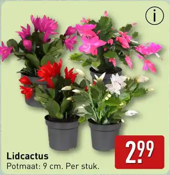 ALDI Lidcactus aanbieding