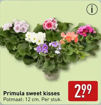 ALDI Primula sweet kisses aanbieding