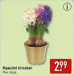 ALDI Hyacint tricolor aanbieding