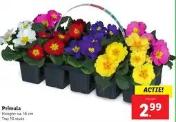 Lidl Primula aanbieding