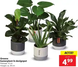 Lidl Groene kamerplant in designpot aanbieding