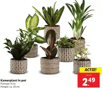 Lidl Kamerplant in pot aanbieding