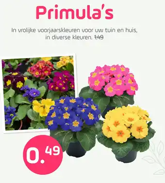 Coppelmans Primula's aanbieding