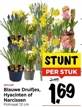 Vomar Voordeelmarkt Blauwe Druifjes, Hyacinten of Narcissen aanbieding