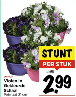 Vomar Voordeelmarkt Violen in Gekleurde Schaal aanbieding