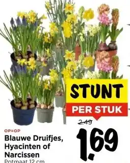 Vomar Voordeelmarkt OP=OP Blauwe Druifjes, Hyacinten of Narcissen aanbieding