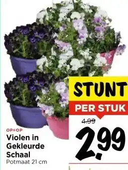 Vomar Voordeelmarkt Violen in Gekleurde Schaal Potmaat 21 cm aanbieding