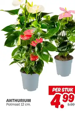 Dekamarkt Anthurium aanbieding