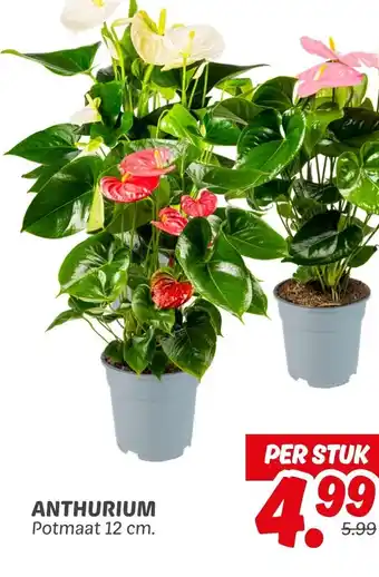 Dekamarkt Anthurium aanbieding