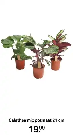 Karwei Calathea mix potmaat aanbieding