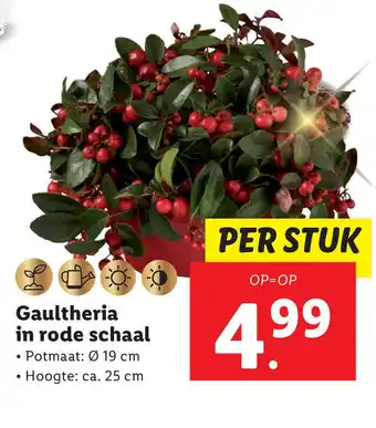 Lidl Gaultheria in rode schaal aanbieding