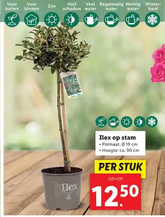 Lidl Ilex op stam aanbieding