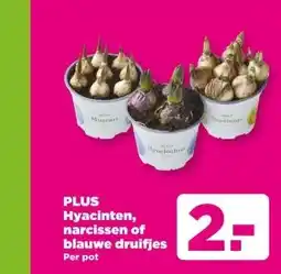 PLUS PLUS Hyacinten, narcissen of blauwe druifjes aanbieding