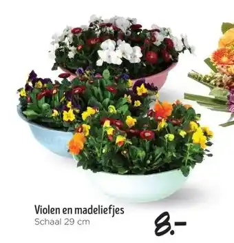 Jumbo Violen en madeliefjes aanbieding