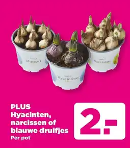 PLUS PLUS Hyacinten, narcissen of blauwe druifjes aanbieding