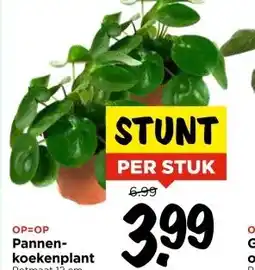 Vomar Voordeelmarkt Pannen- koekenplant Potmaat 12 cm aanbieding