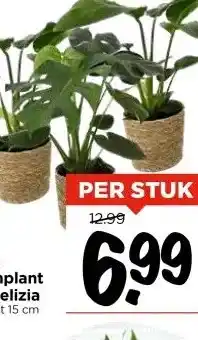 Vomar Voordeelmarkt OP=OP Gatenplant of Strelizia Potmaat 15 cm aanbieding