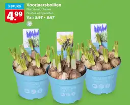 Hoogvliet Voorjaarsbolllen aanbieding