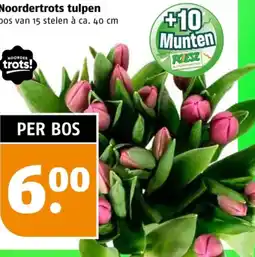 Poiesz Noordertrots tulpen aanbieding