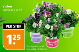 Poiesz Violen aanbieding