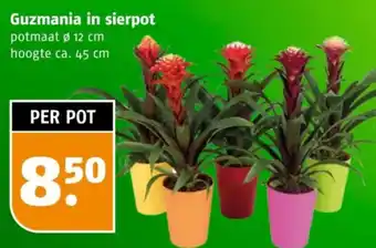 Poiesz Guzmania in sierpot aanbieding