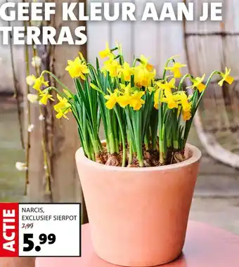 Intratuin NARCIS EXCLUSIEF SIERPOT aanbieding