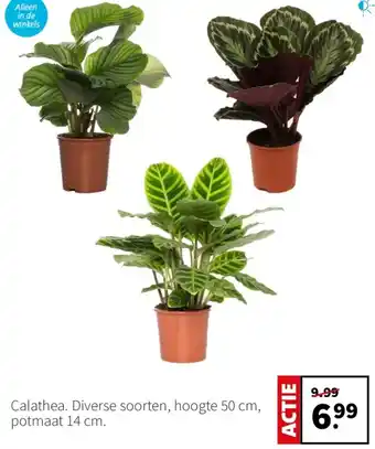 Intratuin Calathea aanbieding