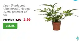 Intratuin Varen Pteris cret Albolineata aanbieding