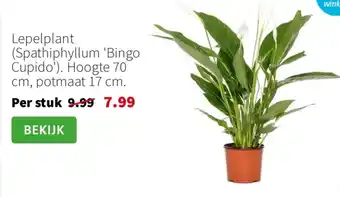 Intratuin Lepelplant Spathiphyllum Bingo Cupido aanbieding