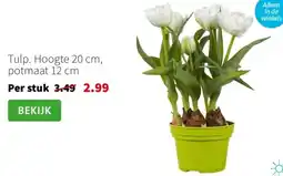 Intratuin Tulp aanbieding