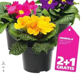 Ranzijn PRIMULA aanbieding