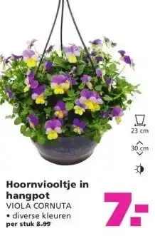 Ranzijn Hoornviooltje in hangpot aanbieding