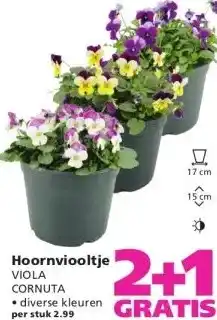 Ranzijn Hoornviooltje aanbieding