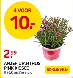 Praxis Anjer dianthus pink kisses aanbieding