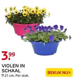 Praxis Violen in schaal aanbieding