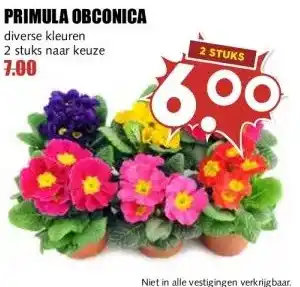 MCD Supermarkt PRIMULA OBCONICA aanbieding