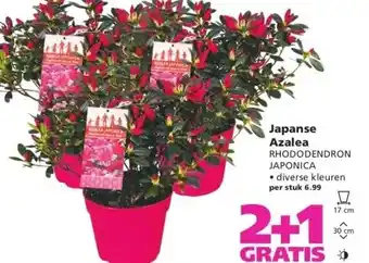 Ranzijn Japanse Azalea aanbieding