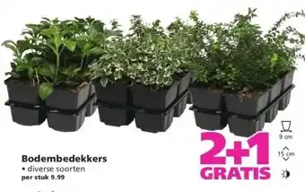 Ranzijn Bodembedekkers aanbieding